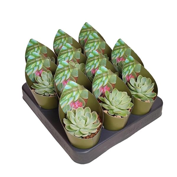 Горшечные цветы и растения оптом Echeveria Elegans Potcover от 12шт (для телеги) из Голландии с доставкой по России
