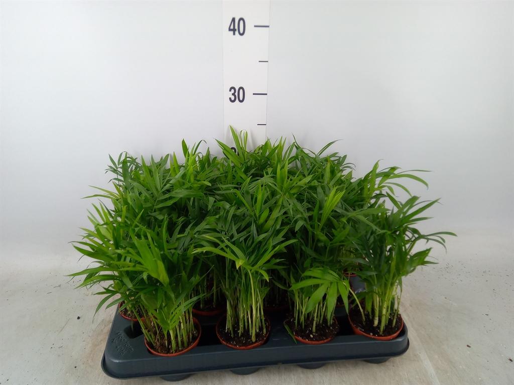 Горшечные цветы и растения оптом Chamaedorea Elegans (decorum) от 16шт (для телеги) из Голландии с доставкой по России