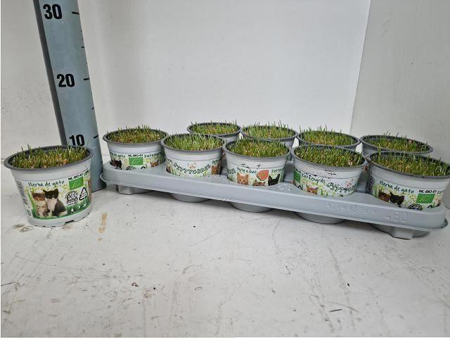 Горшечные цветы и растения оптом Hordeum Sp. ...kattegras Zaai от 10шт из Голландии с доставкой по России Горшечные цветы и растения оптом Hordeum Sp. ...kattegras Zaai от 10шт из Голландии с доставкой по России