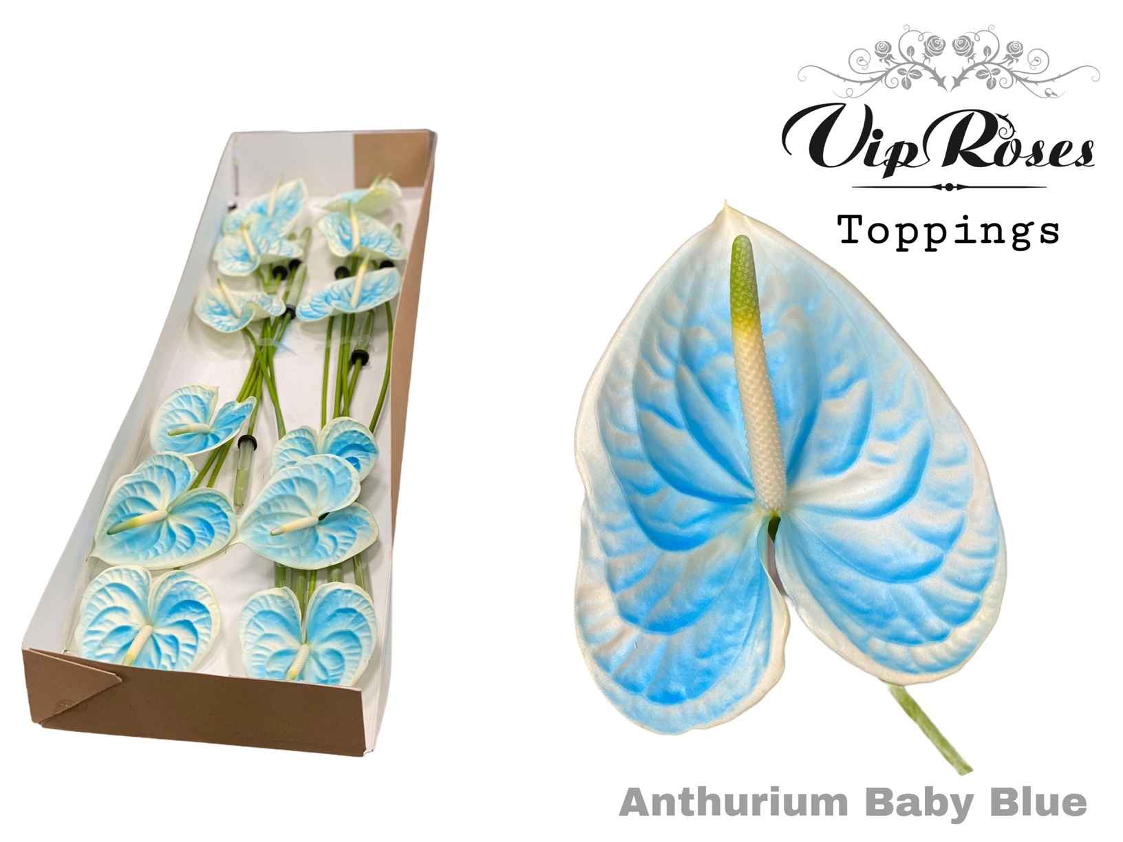 Срезанные цветы оптом Anthurium paint baby blue от 12шт из Голландии с доставкой по России