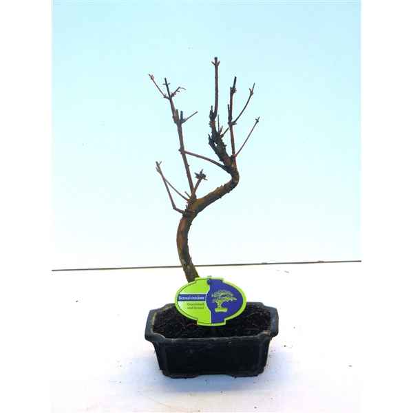 Горшечные цветы и растения оптом Bonsai Metasequoia Glyptostroboides 15 Cm Shape, W от 8шт из Голландии с доставкой по России