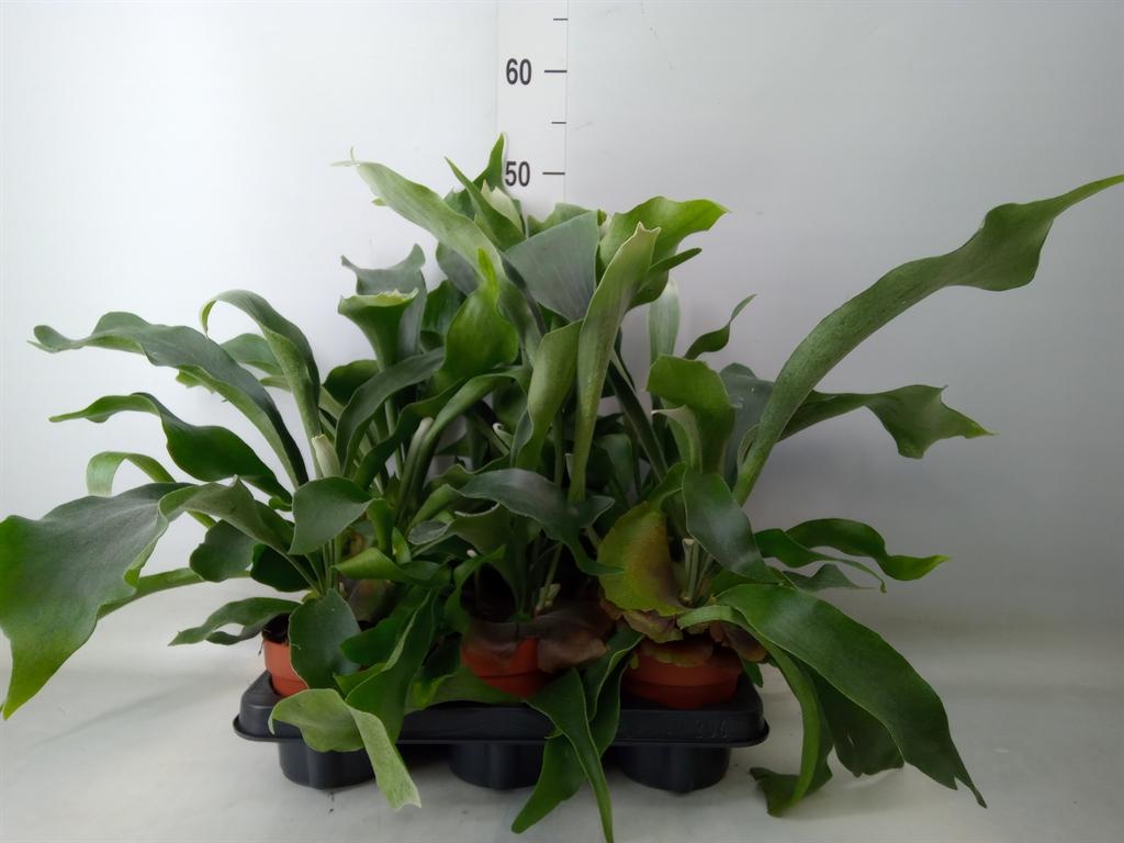 Горшечные цветы и растения оптом Platycerium Bifurc. от 6шт из Голландии с доставкой по России