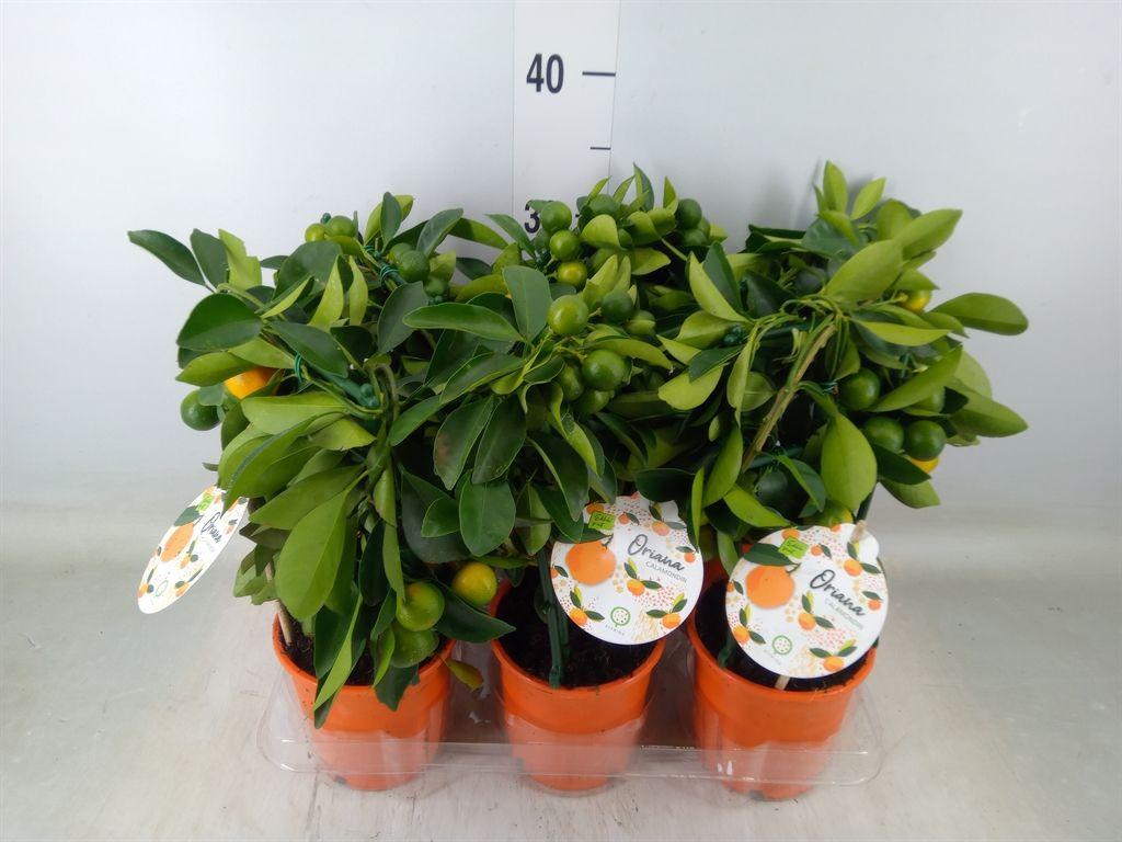 Горшечные цветы и растения оптом Citrofortunella Mic. от 6шт (для телеги) из Голландии с доставкой по России