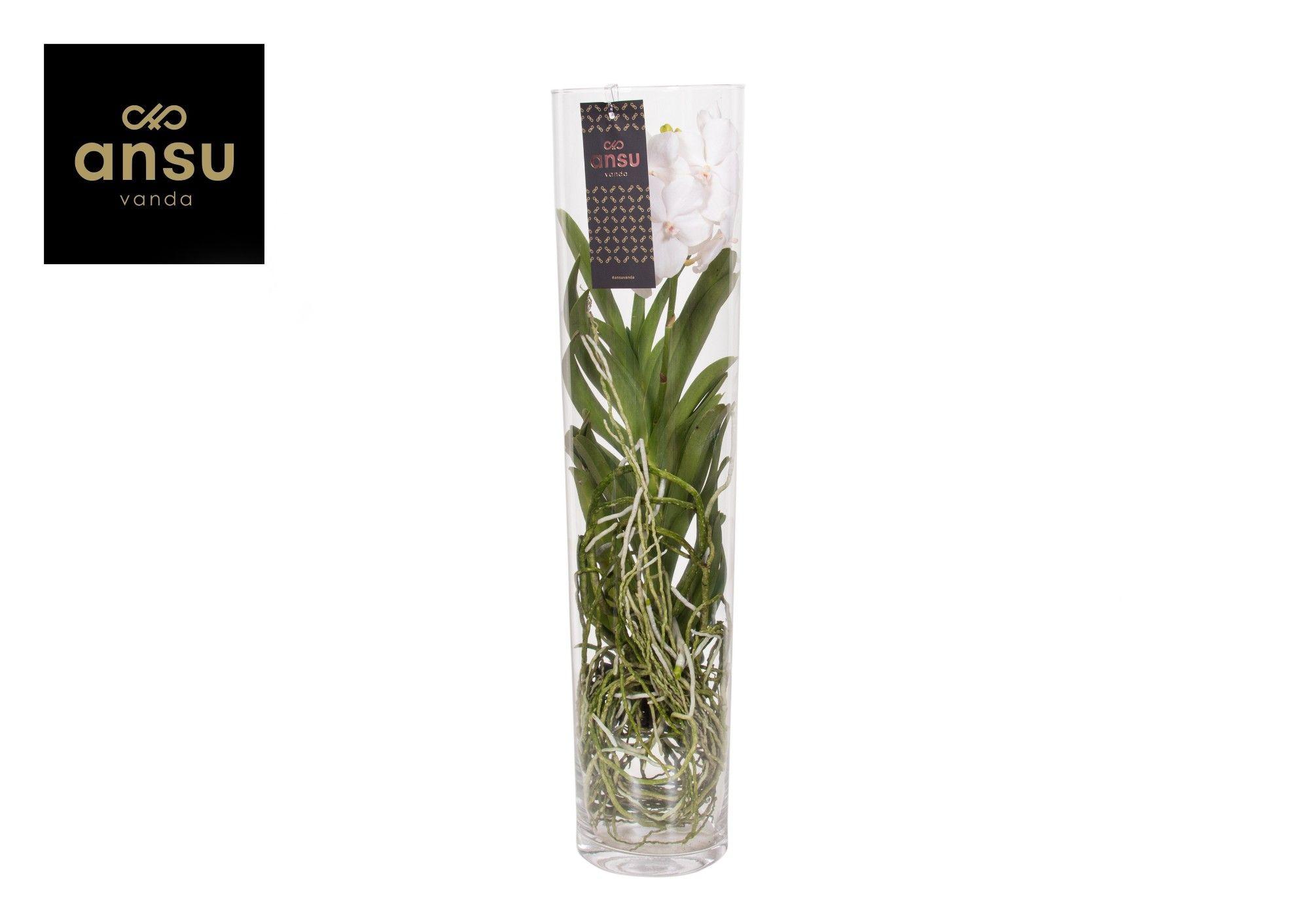 Горшечные цветы и растения оптом Vanda Michelle 70 White от 1шт из Голландии с доставкой по России