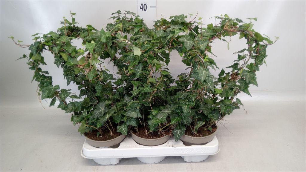 Горшечные цветы и растения оптом Hedera   ...green Leafed от 6шт из Голландии с доставкой по России