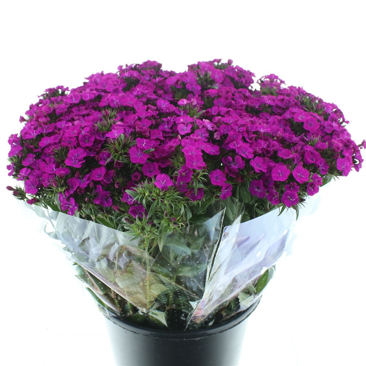 Срезанные цветы оптом Dianthus br amazone neon purple от 150шт из Голландии с доставкой по России