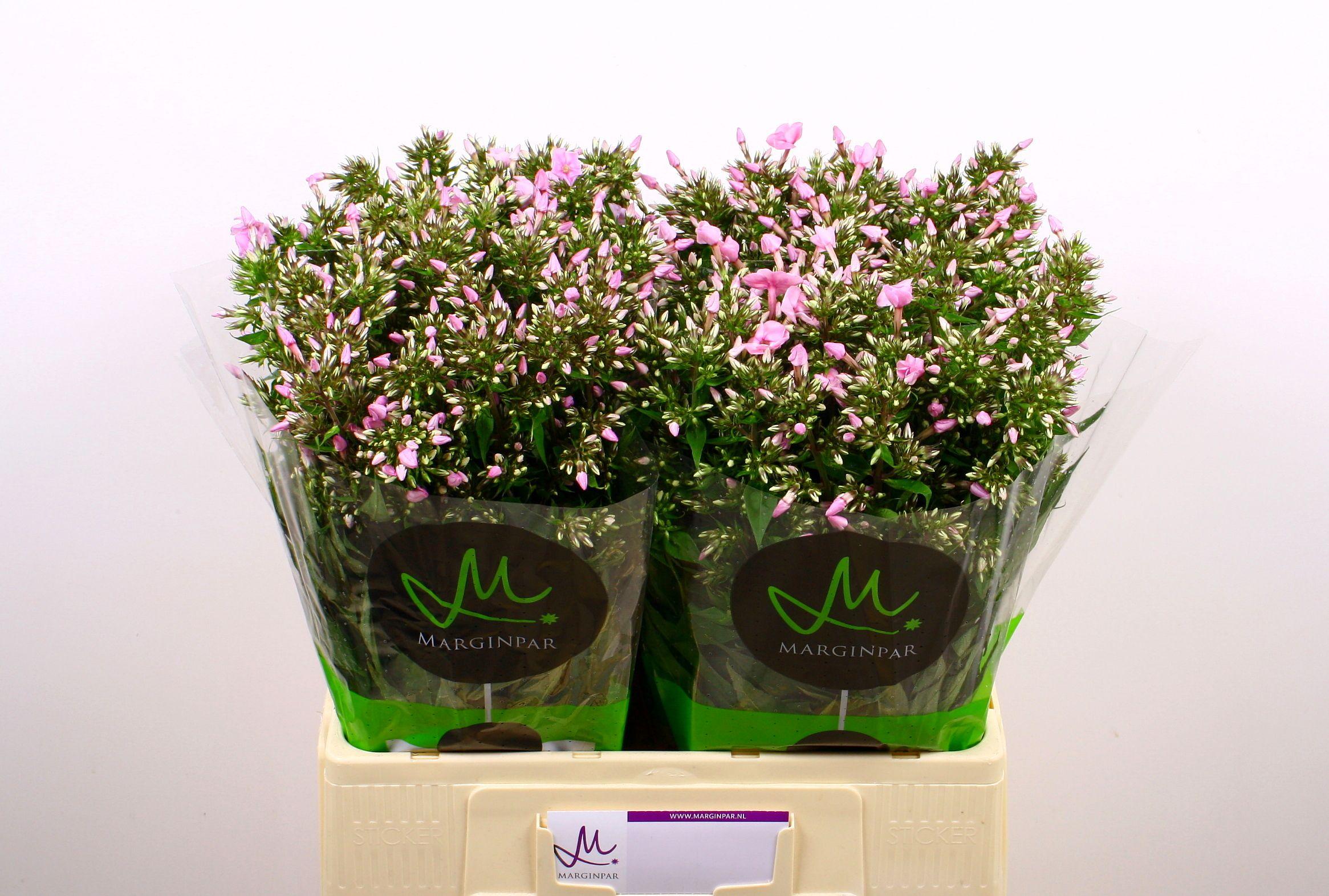 Срезанные цветы оптом Phlox pink eyes от 100шт из Голландии с доставкой по России Срезанные цветы оптом Phlox pink eyes от 100шт из Голландии с доставкой по России