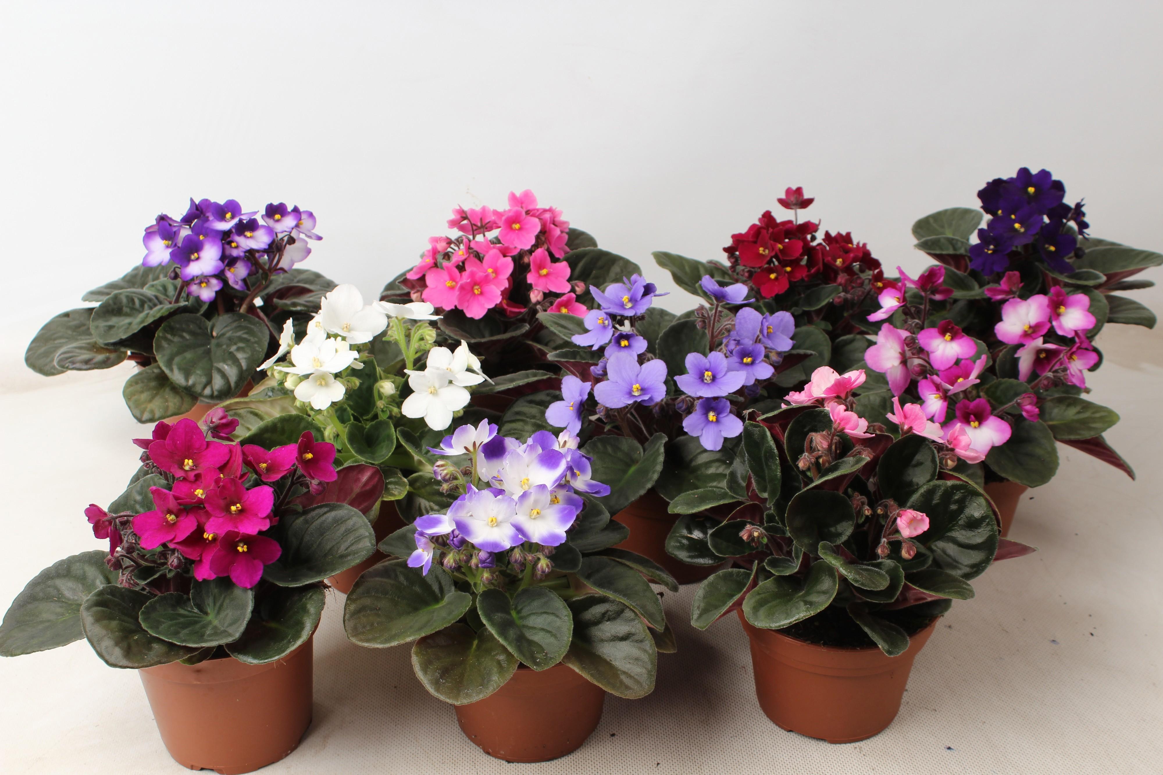 Горшечные цветы и растения оптом Saintpaulia Mix от 6шт (для телеги) из Голландии с доставкой по России