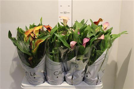 Горшечные цветы и растения оптом Zant Gem 3 Kl 2 Flower+ от 8шт из Голландии с доставкой по России