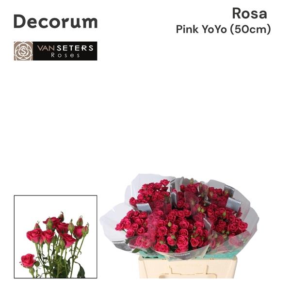 Срезанные цветы оптом Rosa spray pink yo-yo от 60шт из Голландии с доставкой по России