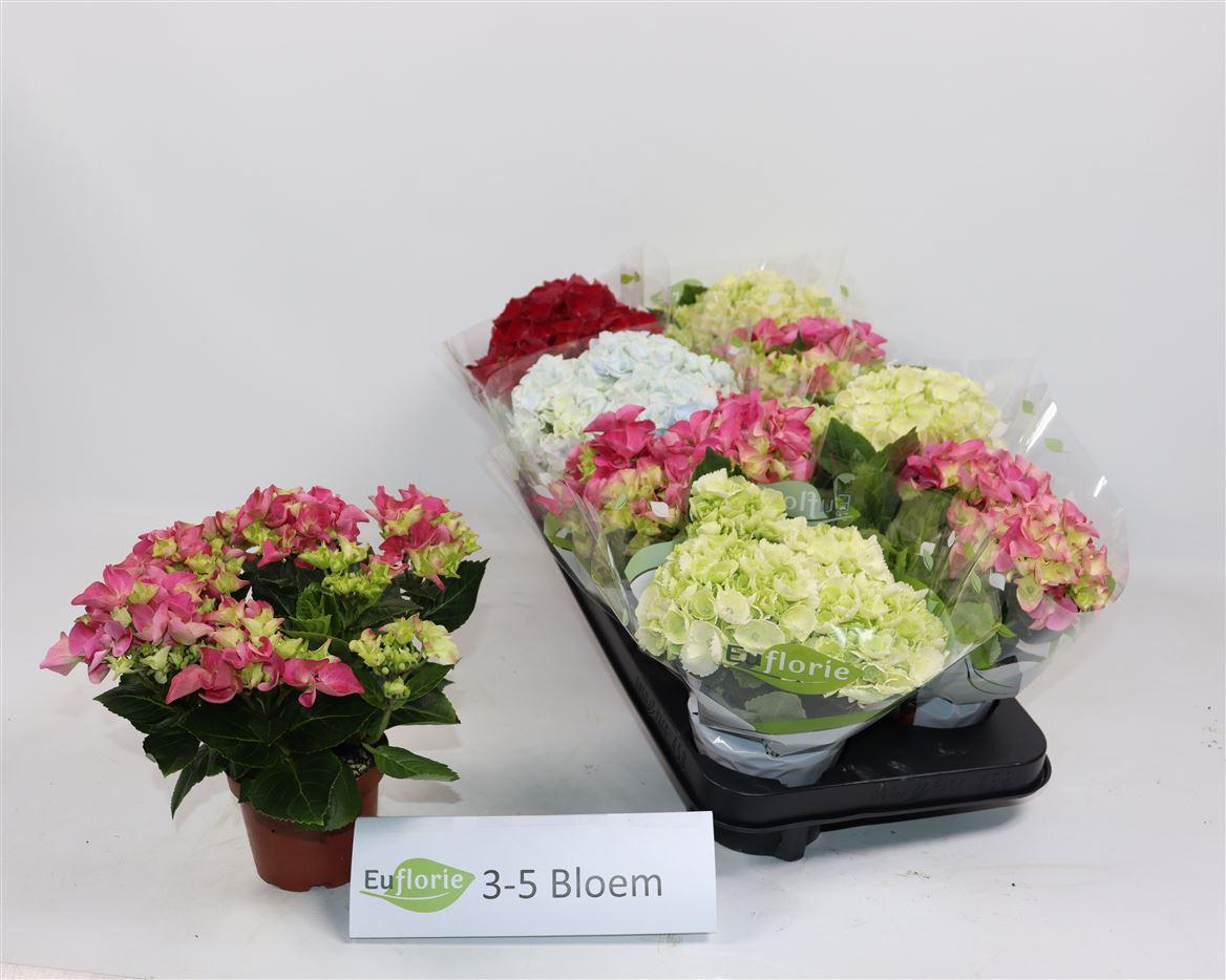 Горшечные цветы и растения оптом Hydrangea Ma Mix 3+ от 8шт из Голландии с доставкой по России