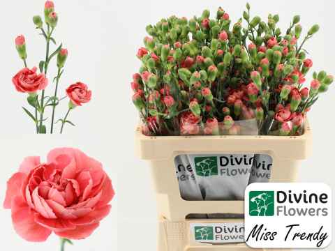 Срезанные цветы оптом Dianthus sp miss trendy от 60шт из Голландии с доставкой по России