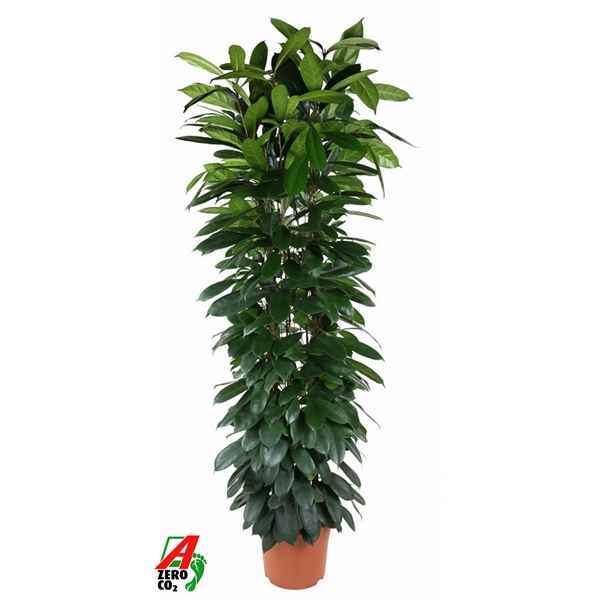 Горшечные цветы и растения оптом Ficus Cyatistipula Zuil от 1шт из Голландии с доставкой по России