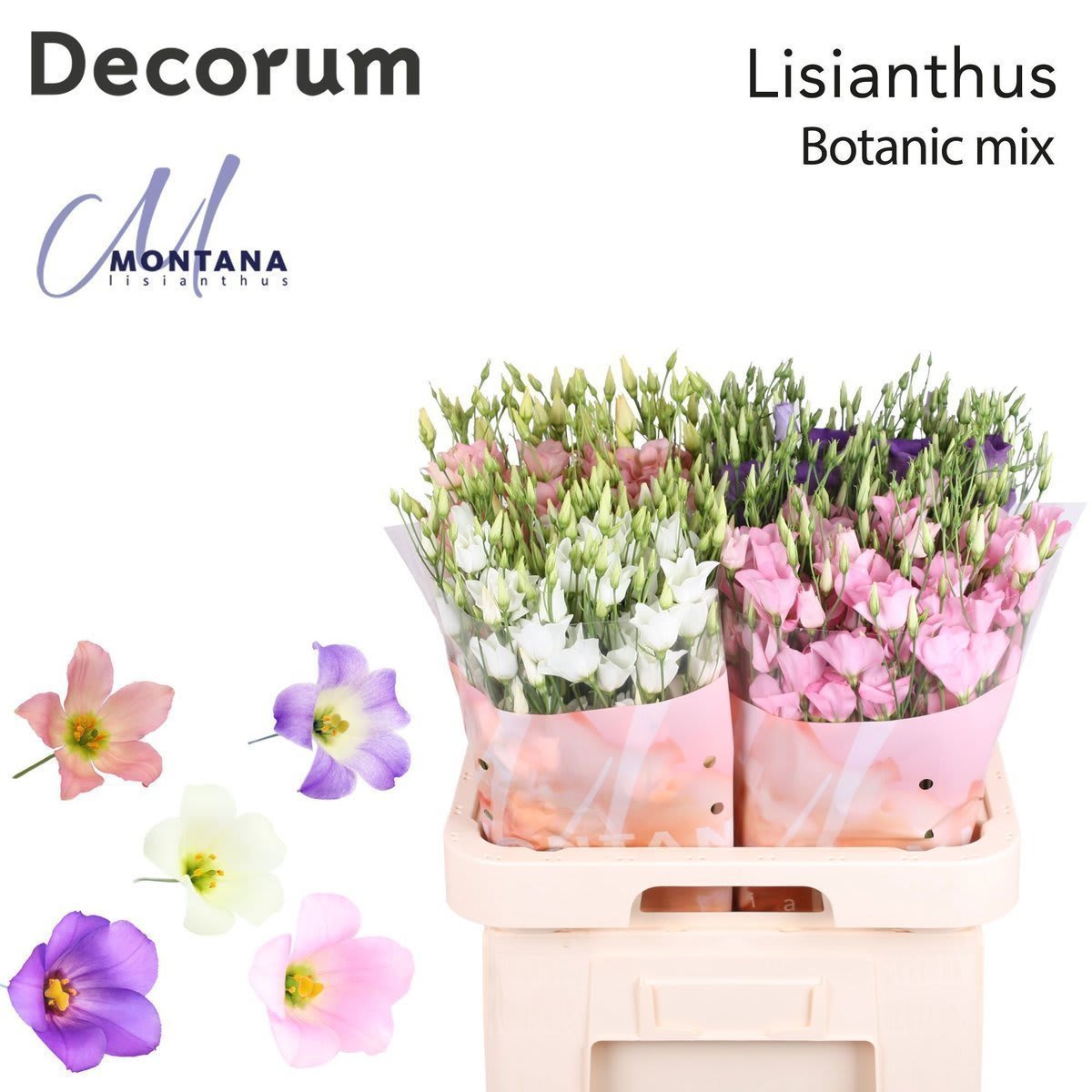 Срезанные цветы оптом Lisianthus si botanic mix от 140шт. из Голландии с доставкой по России