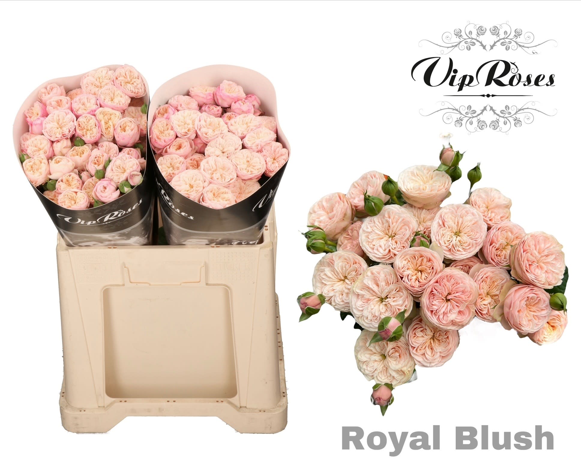 Срезанные цветы оптом Rosa spray royal blush от 20шт из Голландии с доставкой по России