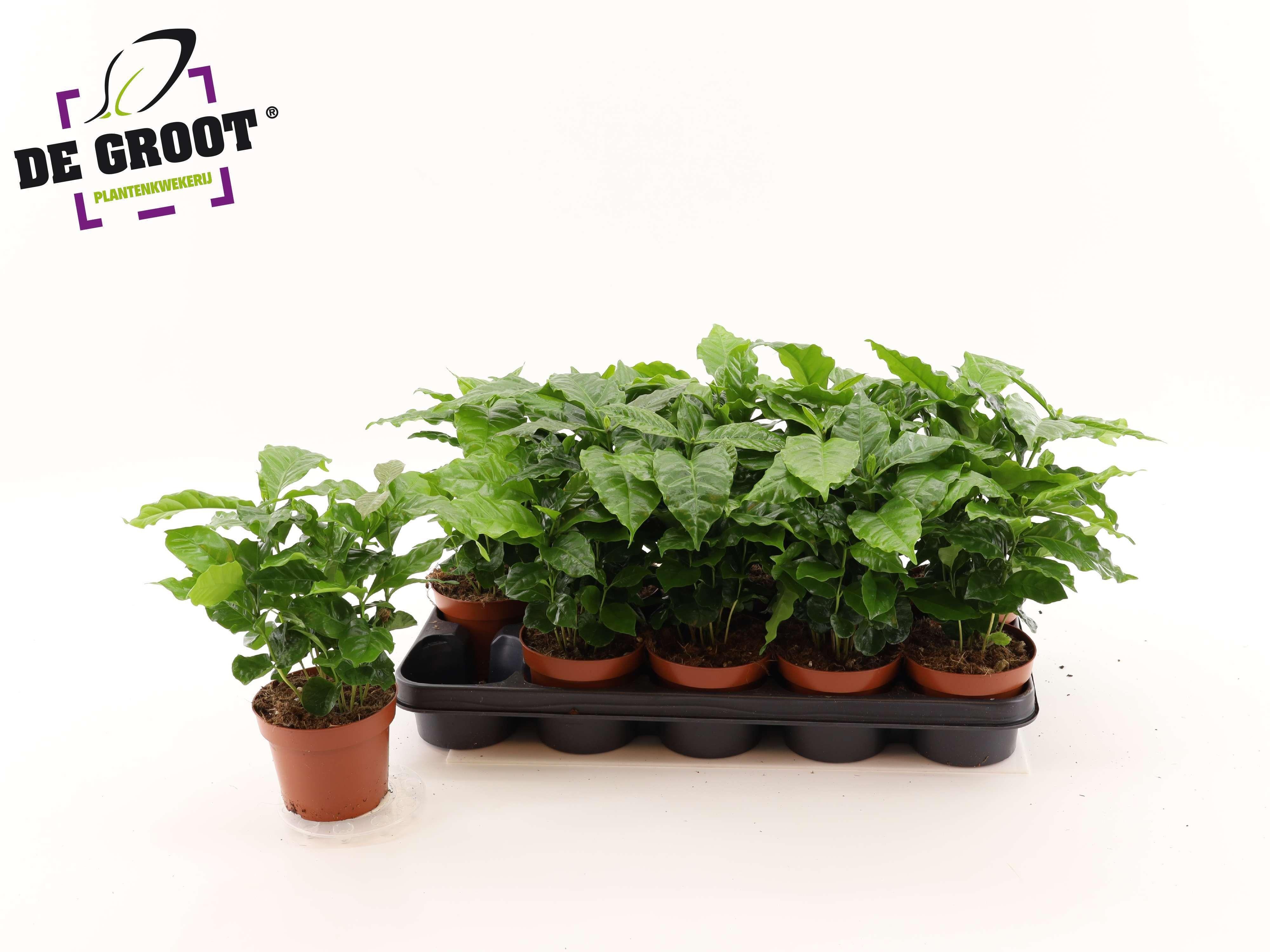 Горшечные цветы и растения оптом Coffea Arabica от 10шт из Голландии с доставкой по России