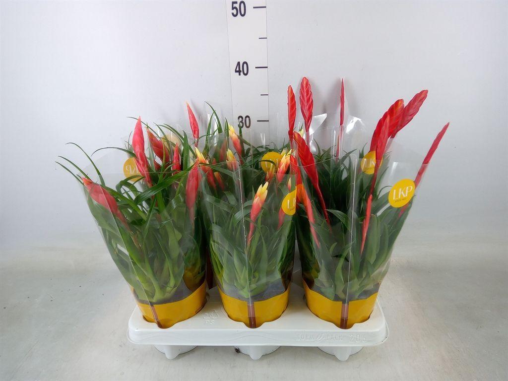 Горшечные цветы и растения оптом Vriesea  Mf   ...mix 2 от 6шт из Голландии с доставкой по России