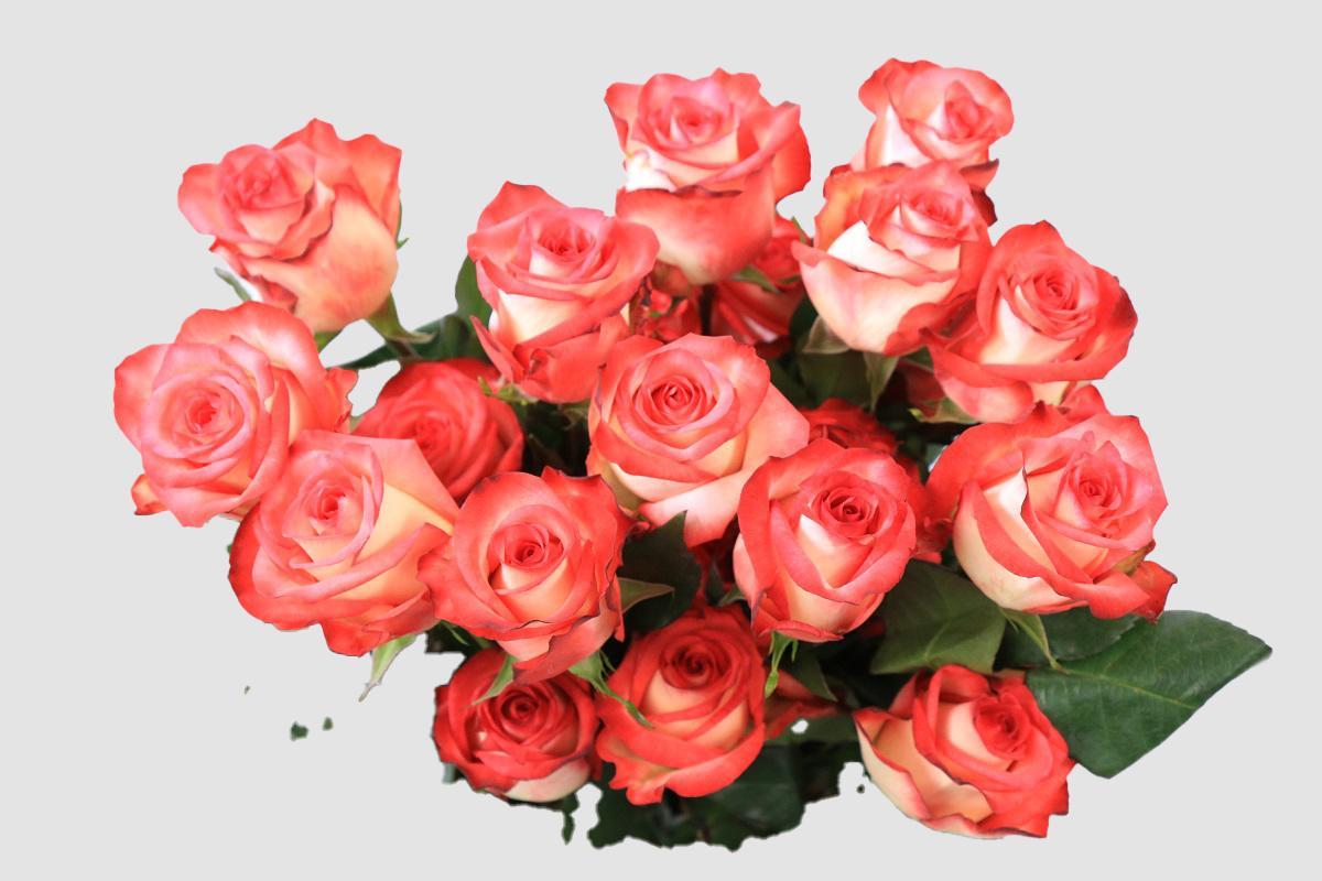 Срезанные цветы оптом Rosa ec blush от 125шт из Голландии с доставкой по России