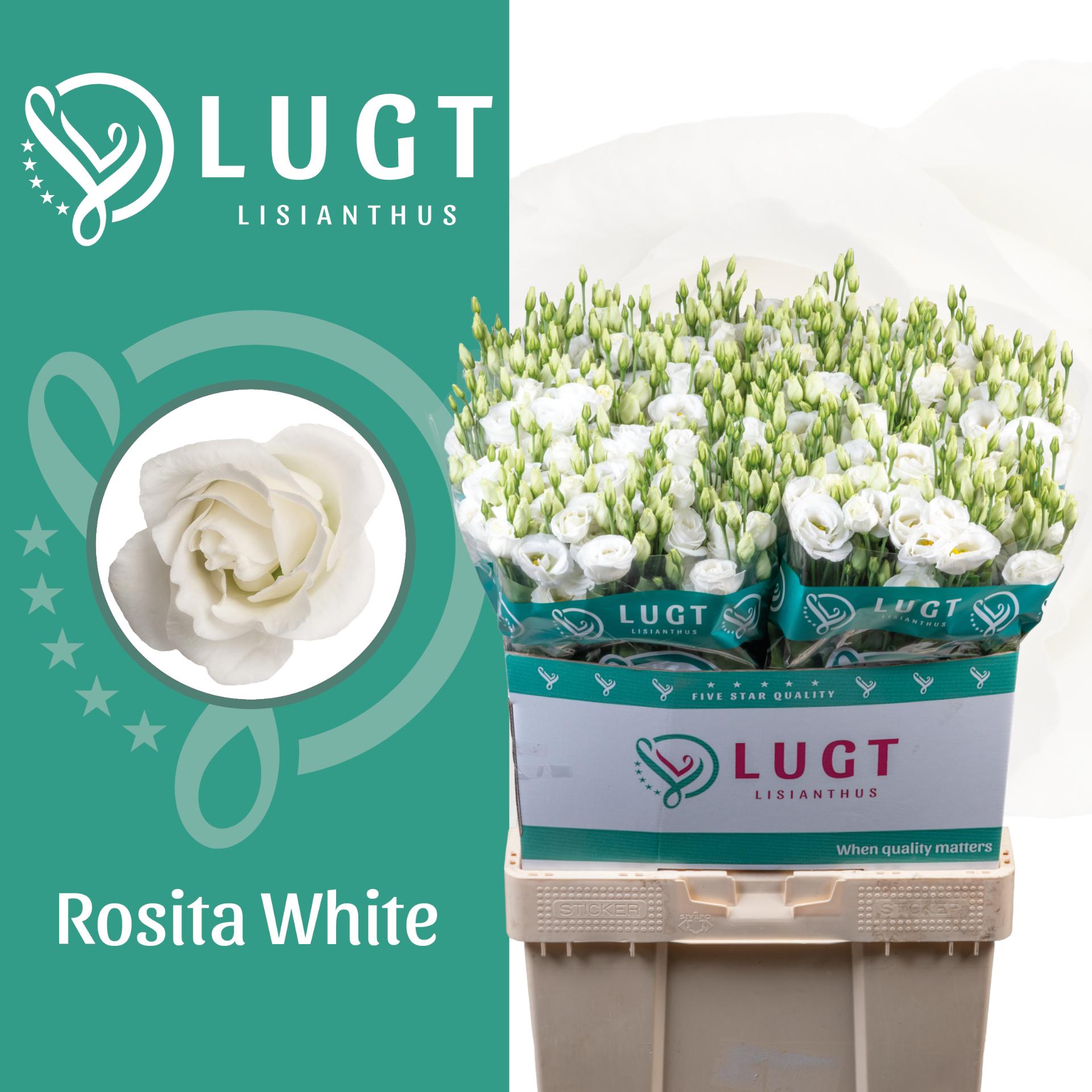 Срезанные цветы оптом Lisianthus do rosita white от 60шт из Голландии с доставкой по России