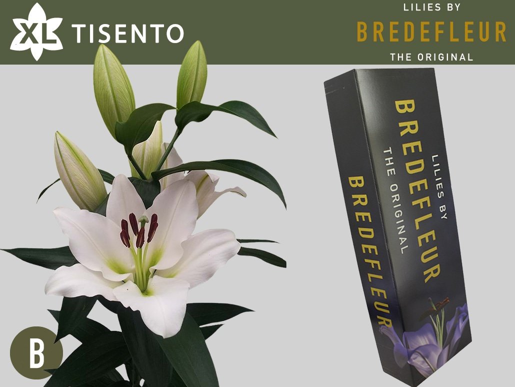 Срезанные цветы оптом Lilium or tisento от 40шт. из Голландии с доставкой по России