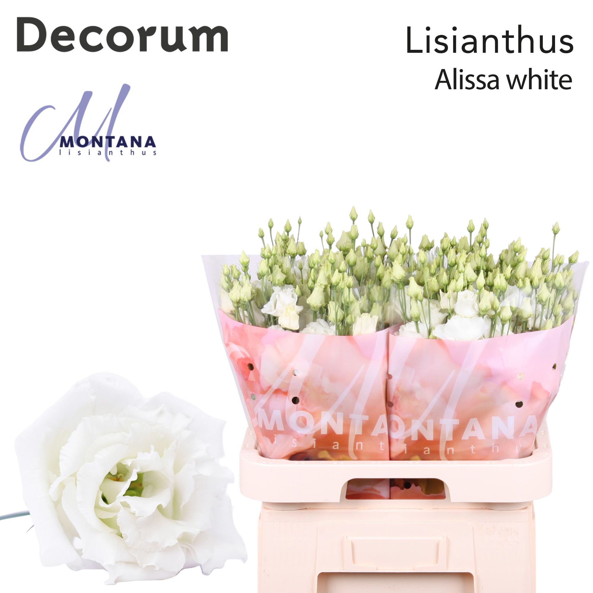 Срезанные цветы оптом Lisianthus do alissa white от 40шт из Голландии с доставкой по России