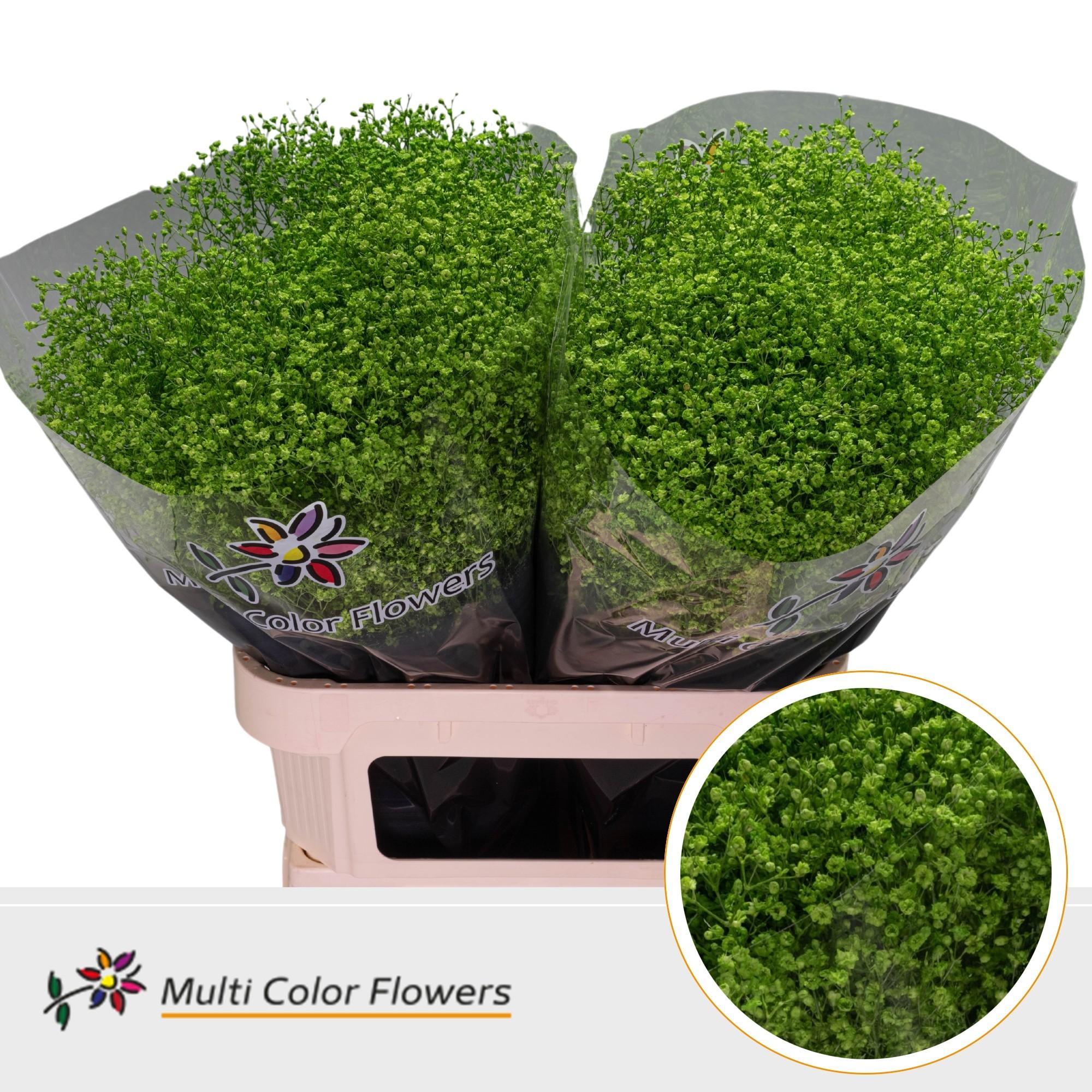 Срезанные цветы оптом Gyps fine paint applegreen от 50шт из Голландии с доставкой по России