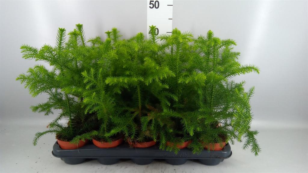 Горшечные цветы и растения оптом Araucaria Heterophylla от 15шт из Голландии с доставкой по России