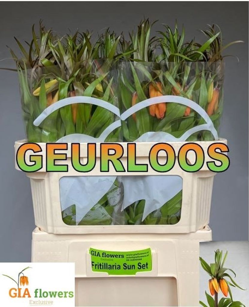 Срезанные цветы оптом Fittilaria sunset от 30шт из Голландии с доставкой по России