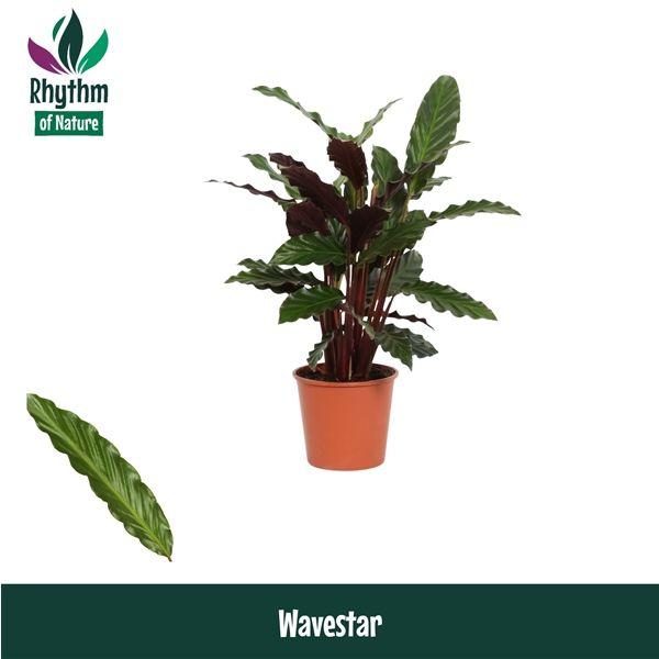 Горшечные цветы и растения оптом Calathea Wavestar (rhythm Of Nature) от 8шт из Голландии с доставкой по России