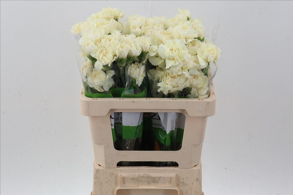 Срезанные цветы оптом Dianthus st rodas creme от 100шт из Голландии с доставкой по России