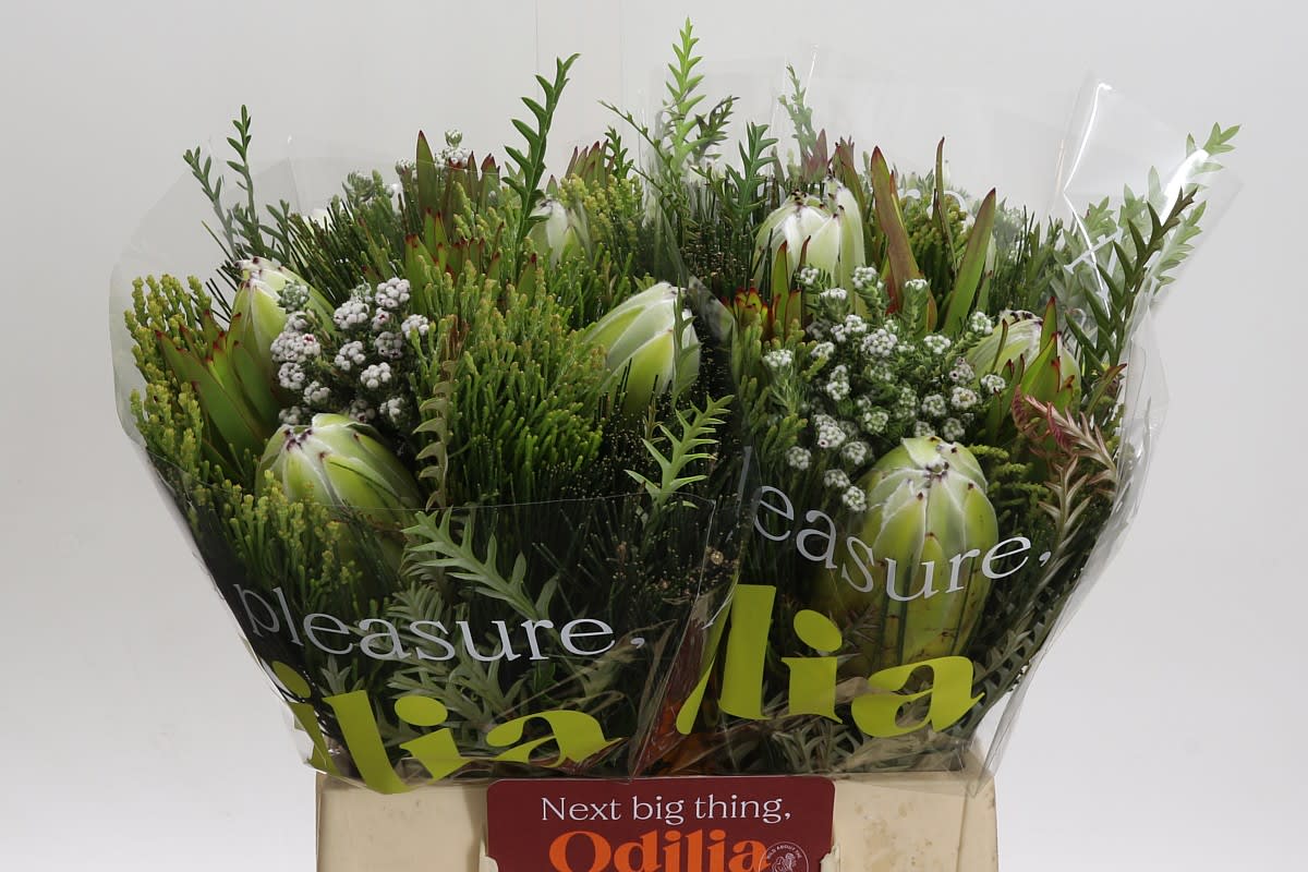 Срезанные цветы оптом Protea bq от 4шт из Голландии с доставкой по России