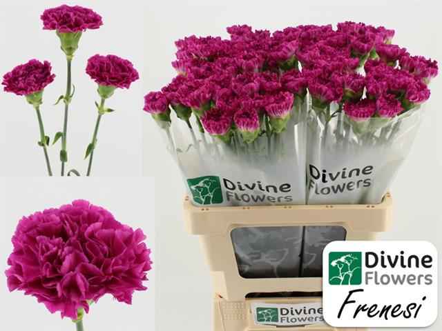 Срезанные цветы оптом Dianthus st frenesí от 80шт из Голландии с доставкой по России