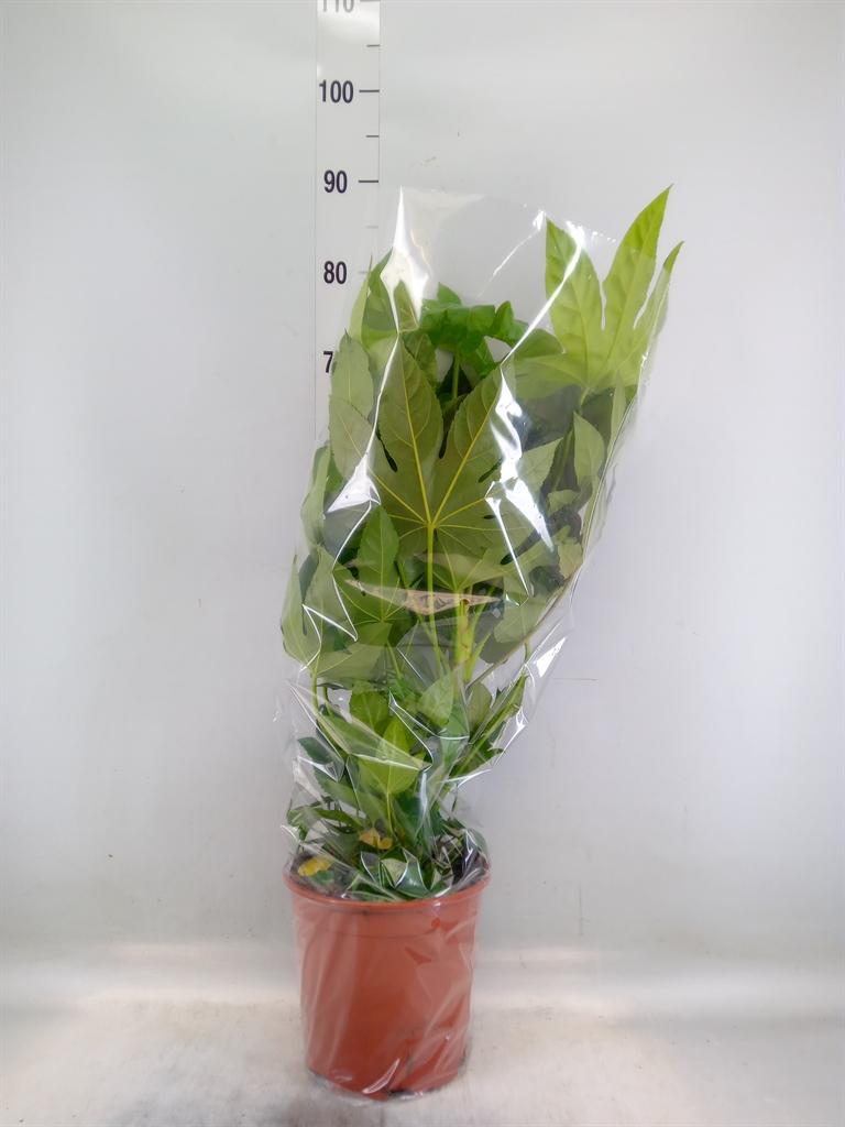 Горшечные цветы и растения оптом Fatsia Japonica   ... от 1шт из Голландии с доставкой по России