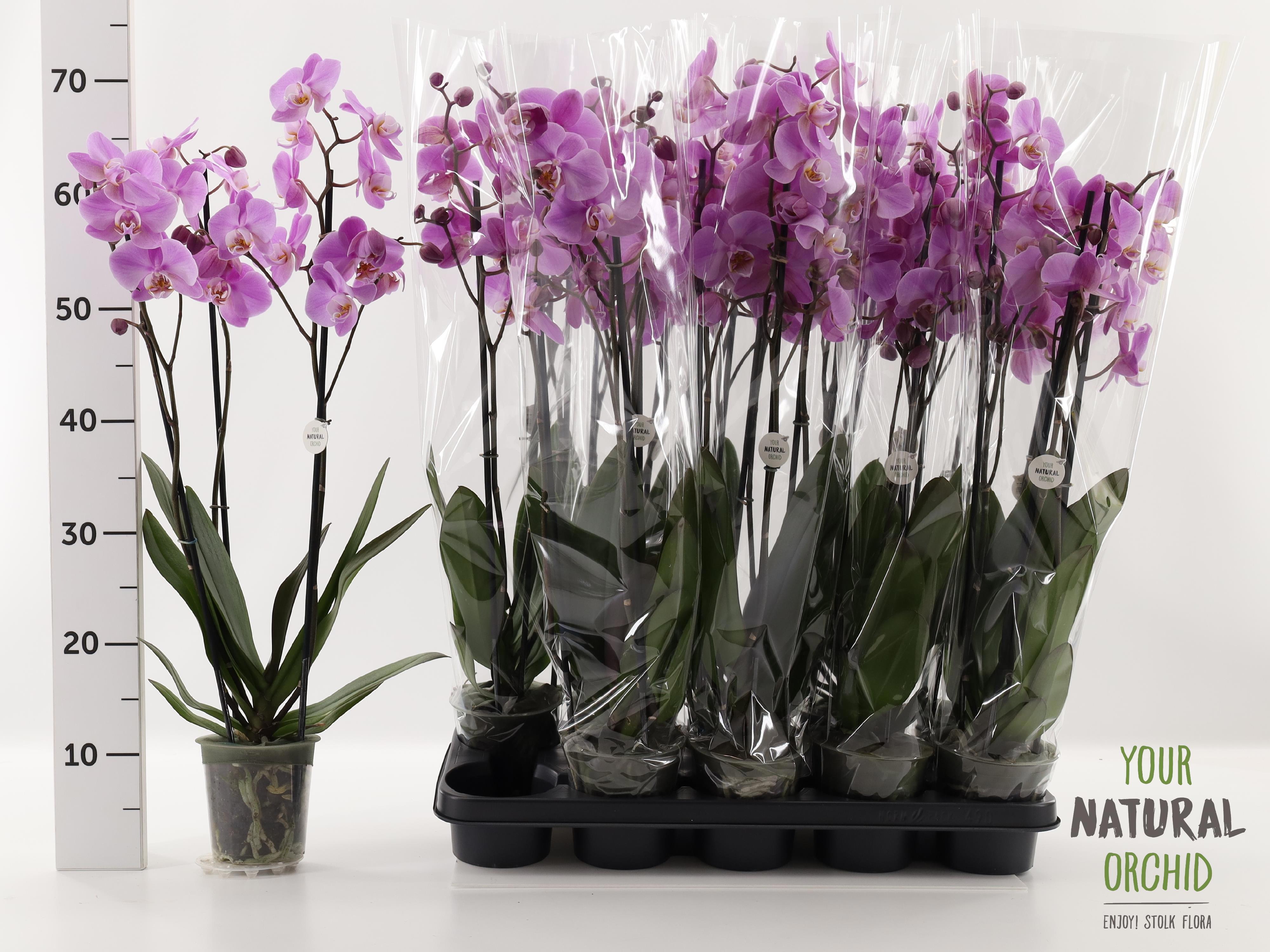 Горшечные цветы и растения оптом Phal Ov Roze от 10шт из Голландии с доставкой по России