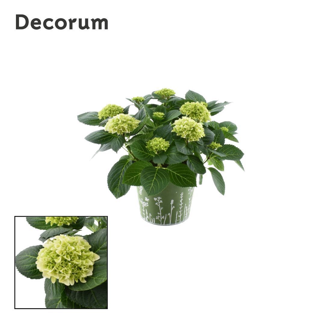 Горшечные цветы и растения оптом Hydrangea Bol White 7 - 12 Kop In Zink Groen (deco от 1шт из Голландии с доставкой по России
