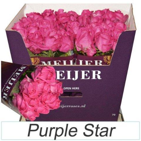 Срезанные цветы оптом Rosa large purple star от 40шт из Голландии с доставкой по России