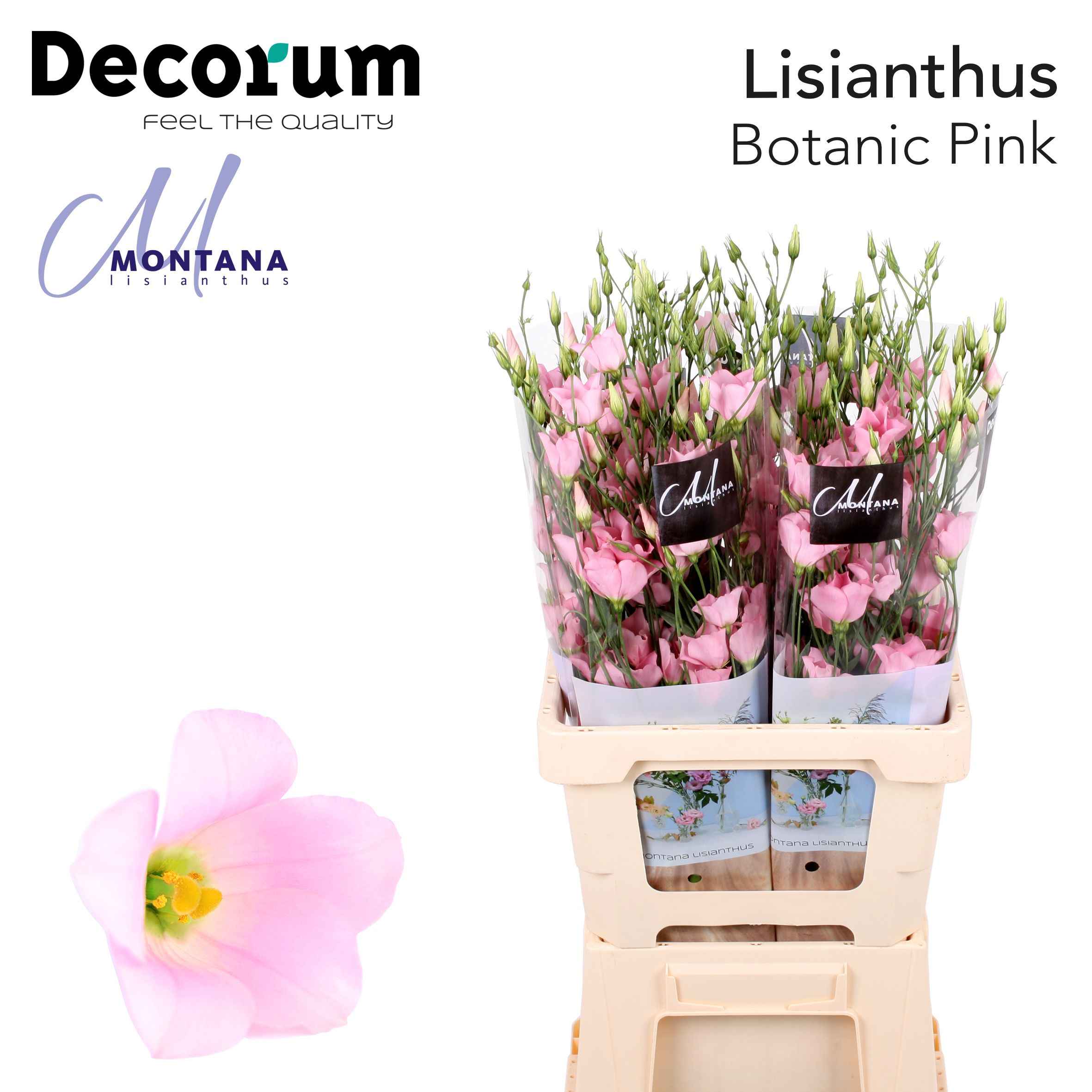 Срезанные цветы оптом Lisianthus si botanic pink от 40шт из Голландии с доставкой по России
