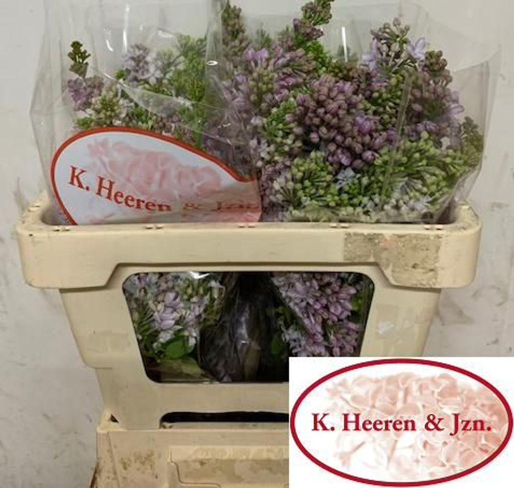 Срезанные цветы оптом Syringa per bunch blue light от 6шт из Голландии с доставкой по России