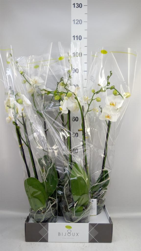 Горшечные цветы и растения оптом Phalaenopsis ...white от 4шт из Голландии с доставкой по России