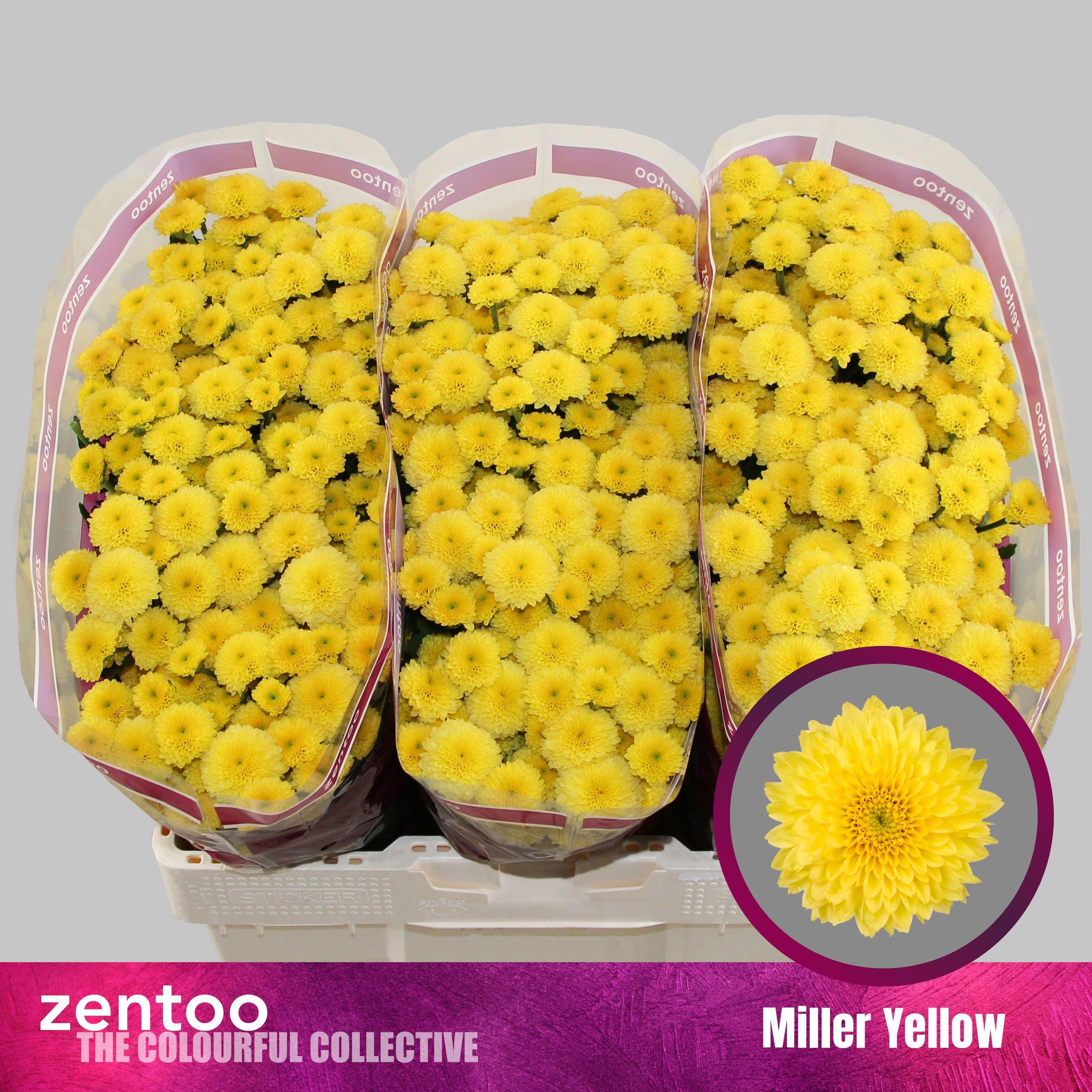 Срезанные цветы оптом Chrys sa miller yellow от 75шт из Голландии с доставкой по России