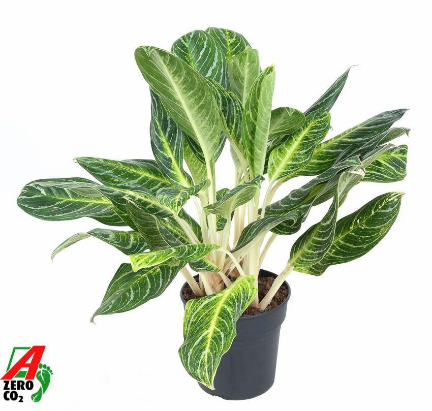 Горшечные цветы и растения оптом Aglaonema Key Lime от 1шт из Голландии с доставкой по России