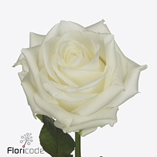 Срезанные цветы оптом Rosa large noelia от 30шт из Голландии с доставкой по России