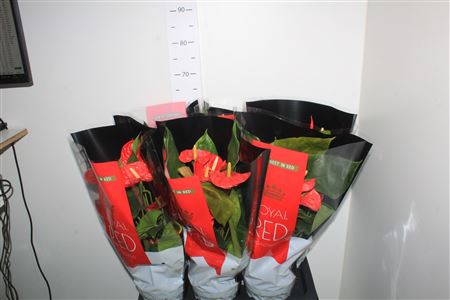 Горшечные цветы и растения оптом Anthu An Madural 5+ * Spring Deal * от 6шт из Голландии с доставкой по России