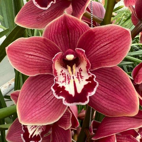 Срезанные цветы оптом Cymbidium red hello dolly от 10шт из Голландии с доставкой по России