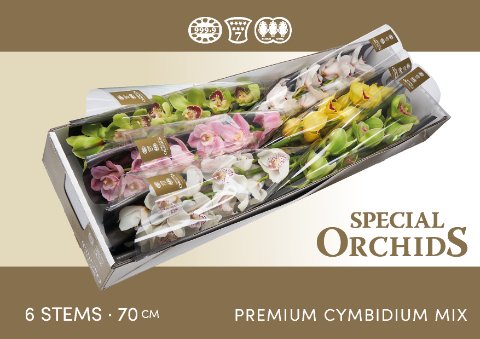 Срезанные цветы оптом Cymbidium mix от 6шт из Голландии с доставкой по России