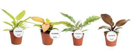 Горшечные цветы и растения оптом Philodendron Colour Mix от 6шт из Голландии с доставкой по России