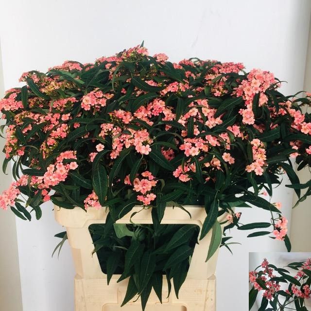 Срезанные цветы оптом Euphorbia sp pink baron от 60шт из Голландии с доставкой по России