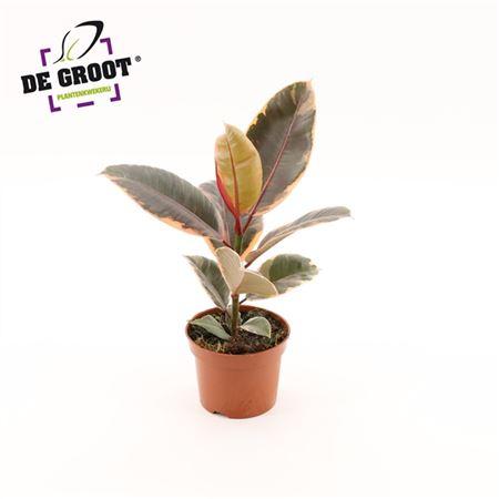 Горшечные цветы и растения оптом Ficus Belize от 10шт из Голландии с доставкой по России