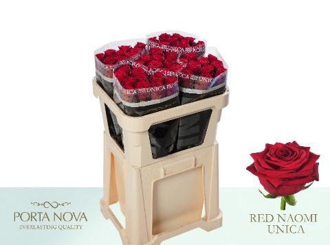 Срезанные цветы оптом Rosa large red naomi! Unica Porta Nova от 50шт.. из Голландии с доставкой по России