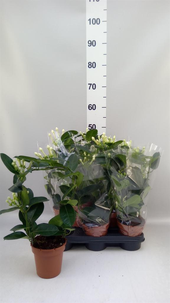 Горшечные цветы и растения оптом Stephanotis Floribunda ... от 8шт из Голландии с доставкой по России
